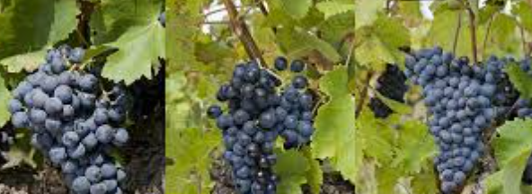 Burgundy & Rolle Valley: The Ultimate French Wine Tour Guide